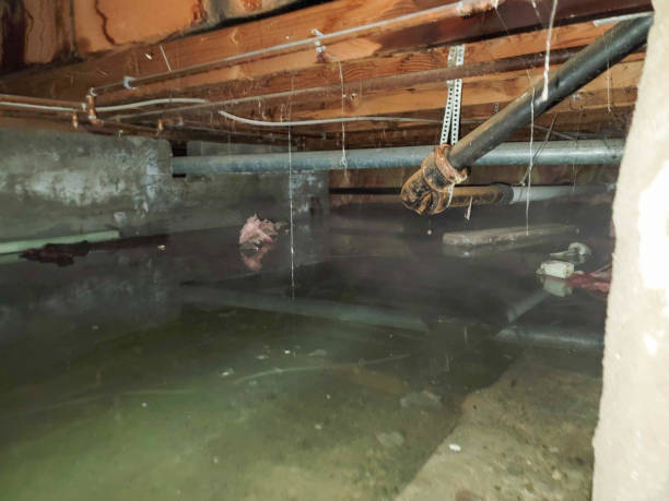Best Flood damage cleanup  in Woodville, OH